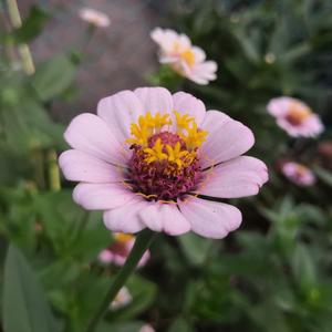 一级黄色一级片
